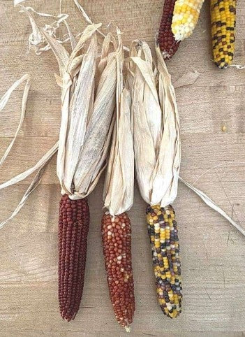 3 Count Ornamental Corn Bundles