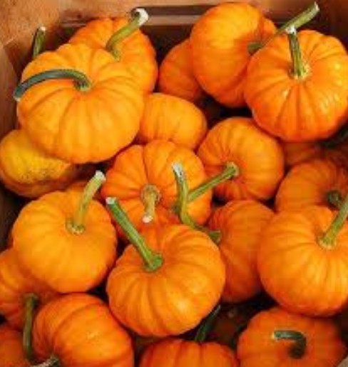 Mini Pumpkins 25# Sack
