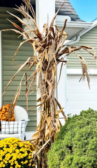 Corn Stalks